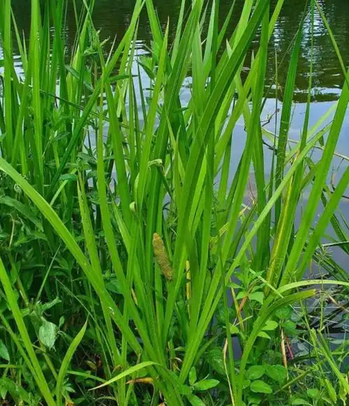 端午挂在门口的菖蒲,有何实际用处?国外的古人有很多奇葩的用法