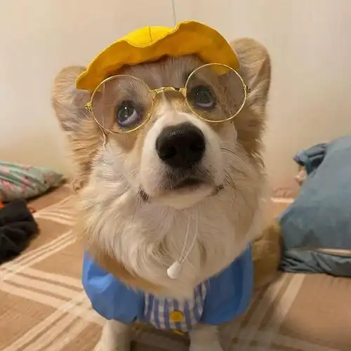 家人们有类似这种戴眼镜的小动物的头像吗