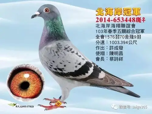 答案揭晓~~答:清理赛鸽体内虫,半年一次无需肝精就是这么神奇.