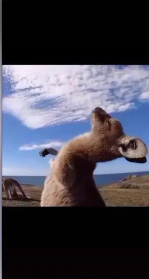 抖音袋鼠摇手的gif表情包图1