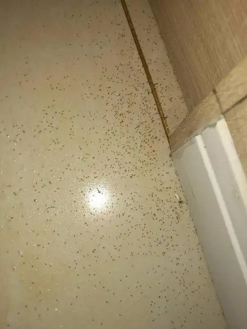 阴面卧室里出现好多虫子,请问是什么虫子?怎么根除?