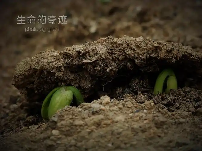 07 3楼 as0982009-05-09 15:10 4楼 对1楼一凡小子说: 《种子的力》