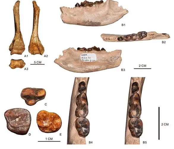 最早的熊亚科化石成员揭示熊类突破体型-食性限制的重要原因