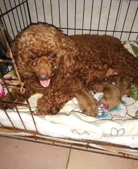 一个月大的泰迪宝宝