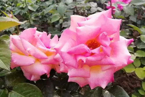 天津睦南道公园~月季盛开的时节