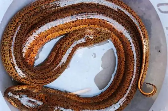 黄鳝不管啥做法,都不要直接下锅,记住加一步,又鲜又嫩还不腥