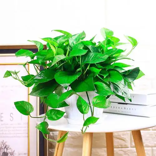 绿萝盆栽植物室内水培养绿箩长藤吊兰花卉绿植