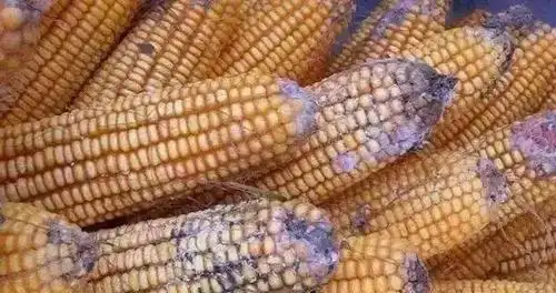 高温 能杀死黄曲霉素吗 能 但—— 黄曲霉素要280°的高温才能杀