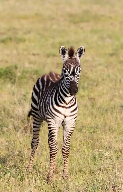 走进非洲 -- 动物大迁徙 (上)