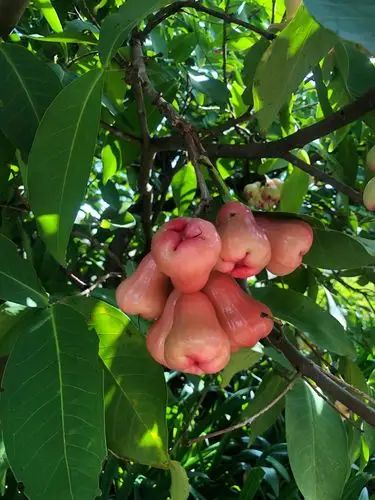 奇花异果此名叫莲雾,是海南的一种水果.