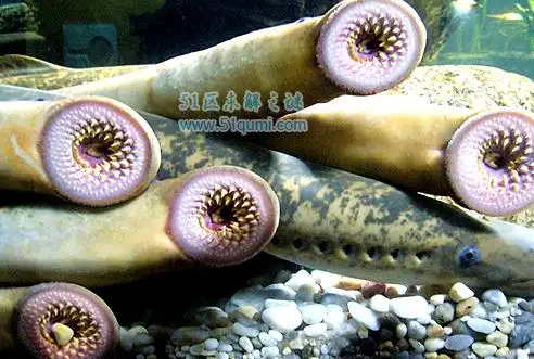 僵尸鱼的由来,它对人有什么价值