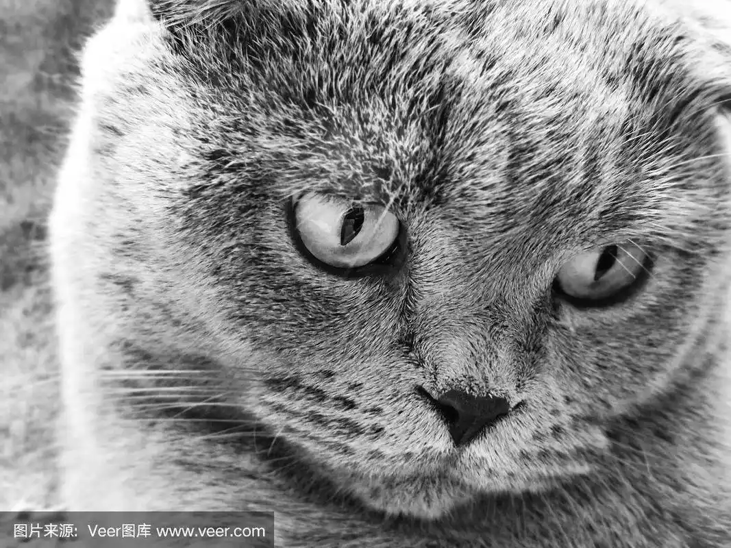 苏格兰折耳猫,可爱的,灰色,罗马尼亚,肖像