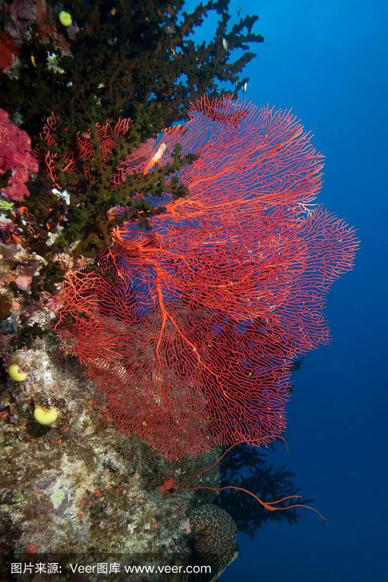 斐济,海洋,红色,珊瑚,在下面