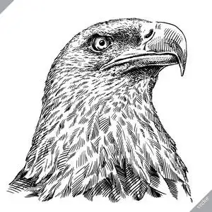 自由的自然. 大自然的美丽图画.