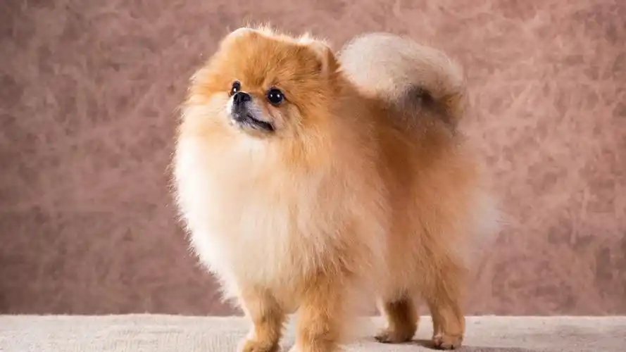 博美犬图片多少钱一只(网红博主都在养的博美) - 赤虎壹号