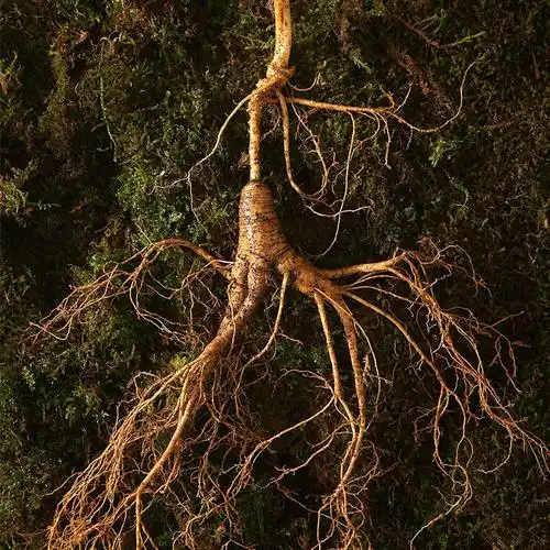 长白山鲜人参泡酒林下参整枝15-20年东北特产带土新鲜野生老山参