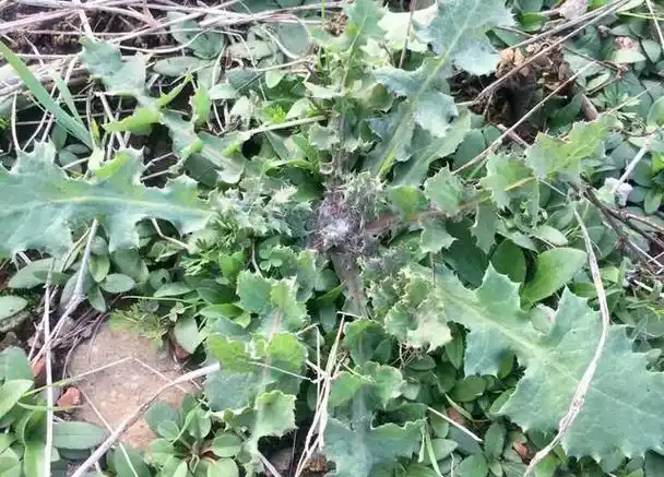 它是假的蒲公英,只要记住这几点就能区分