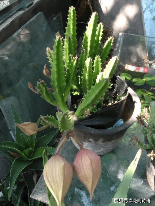 5种有毒的多肉,家里有老人,孩子的,千万不要养在室内!