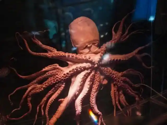 日本出现变异章鱼96条腿(韩国却发现32条腿的章鱼)(4)