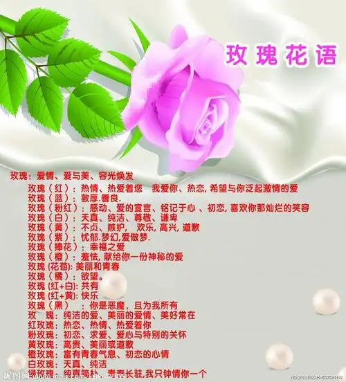 玫瑰花语源文件