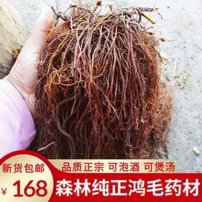 东北纯正红毛中药材山野采挖鸿毛新鲜晒干红茅可煲汤养生泡酒料