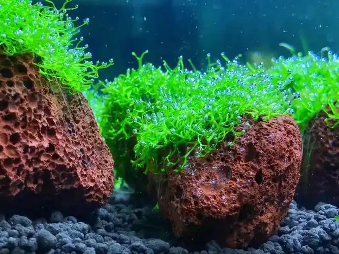 疯狂冒泡的水草 鹿角苔莫斯 moss 新手易养