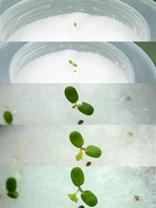 97催芽:40度左右温水浸泡一晚,外卖盒内放浸湿的纸巾,种子放在纸巾