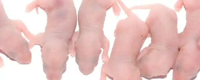 刚出生的小老鼠吃什么?