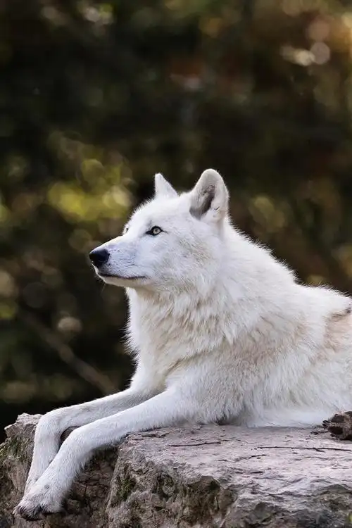 壁纸 白狼休息,留下来,朦胧 2560x1600 hd 高清壁纸, 图片, 照片