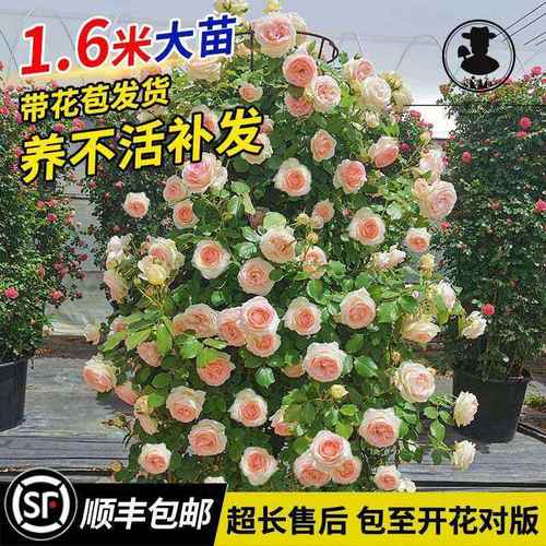 室外耐寒耐热四季开花爬藤植物常绿室内种在喜阴盆栽花卉带花水培