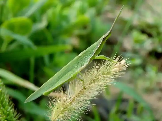 20140906中华蚱蜢-梅江公园