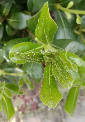 绍兴市提醒做好绿化植物蚜虫的防治