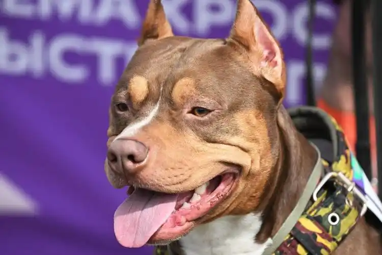 这是4月13日在俄罗斯莫斯科一个公园拍摄的参加狗狗越野跑的斗牛犬.