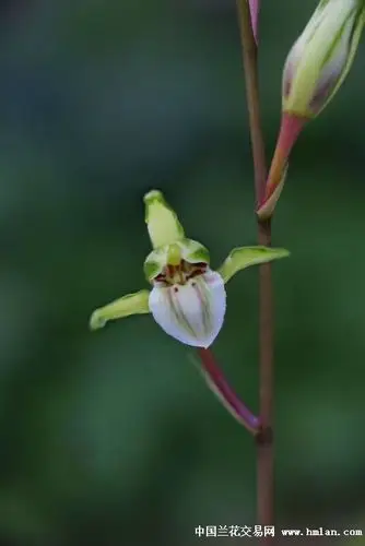细叶寒兰·金玉满堂