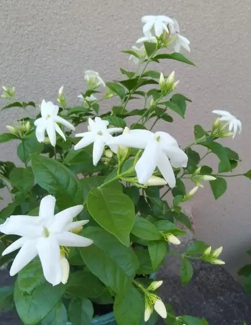 茉莉花界的"香气之王"—笔尖茉莉,好养还爱开花,一花香一室-舞儿网