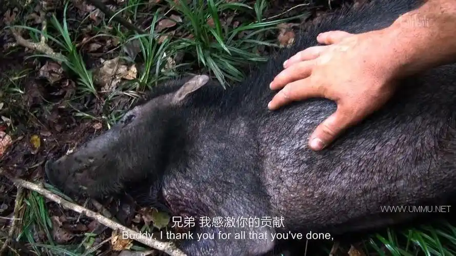 探索频道原始生活40天赤裸与恐惧nakedandafraidxl第二季全8集英语