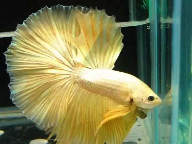 鱼缸中的金黄色孔雀鱼开屏图片分享