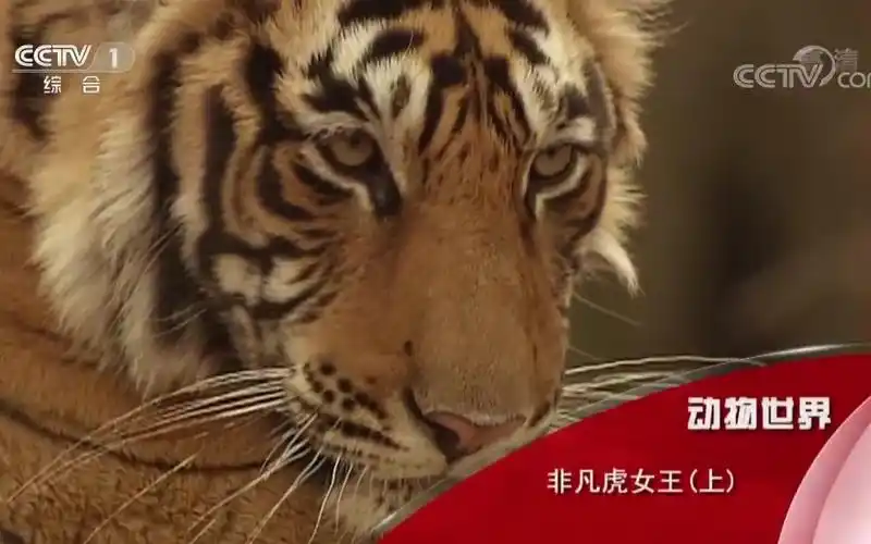 cctv动物世界非凡虎女王上下