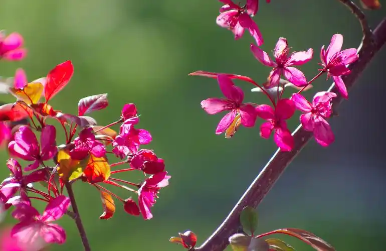 紫叶海棠 写美篇       细思我的发现还是有点儿晚了,院里的海棠花