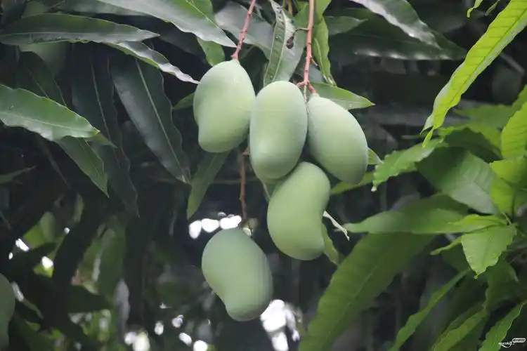 今年梅城道路旁公园各处的芒果树结果特别多