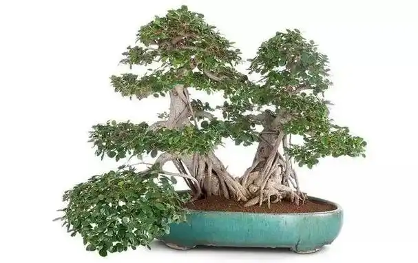 榕树盆景什么最有特色?当属气根造型,三步法教你怎么做!