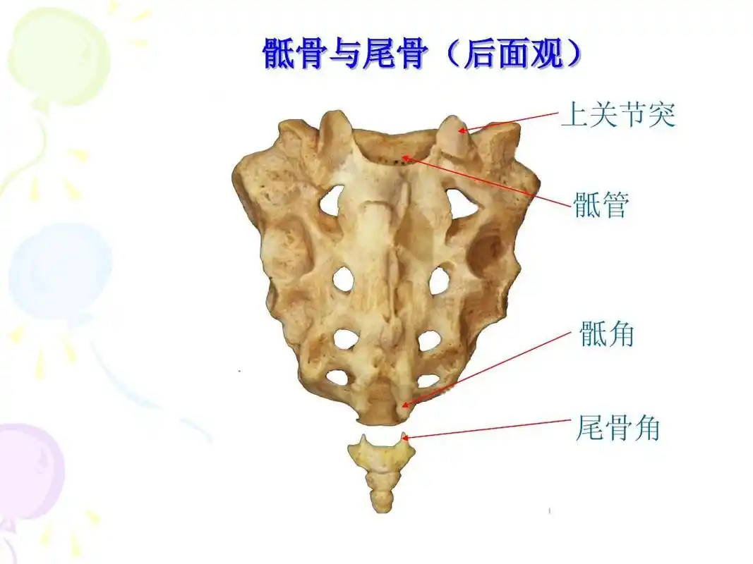 所有分类 医药卫生 第一节正常骨关节解剖结构骨伤x线 骶骨与尾骨