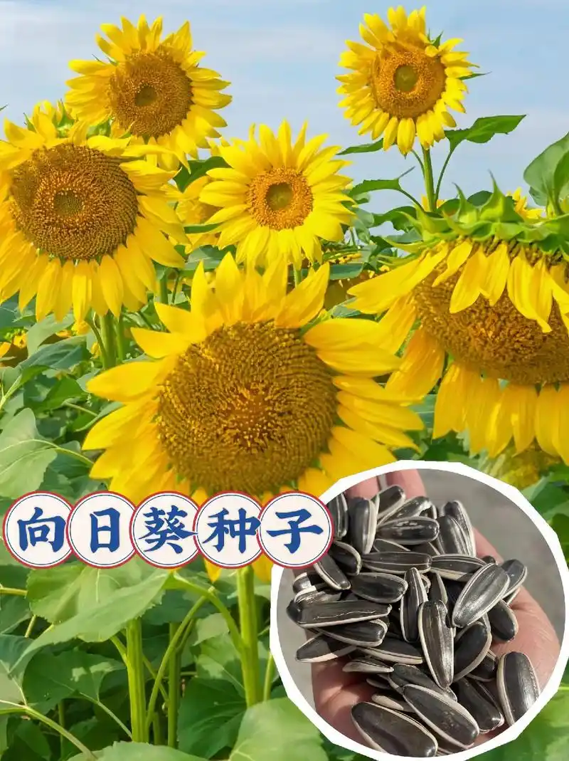 向日葵种子