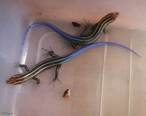 没有毒的,中国的四脚蛇很少有毒的.