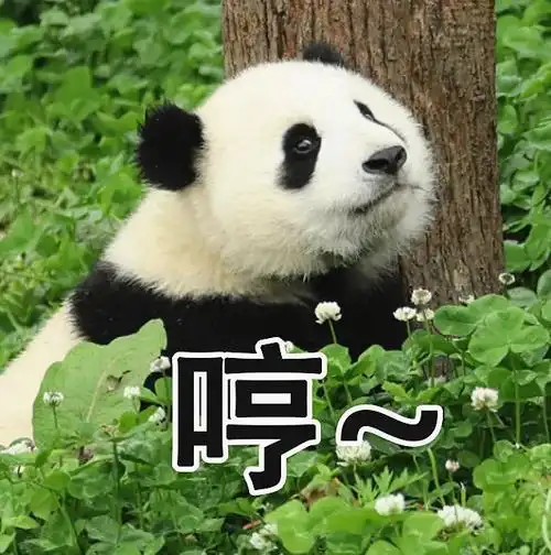 超萌儿童节专属熊猫表情包速来拿图