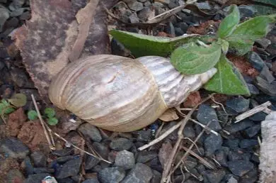 展开全部 平时一般称呼为东风螺,学名是非洲大蜗牛,是有害的外来物种