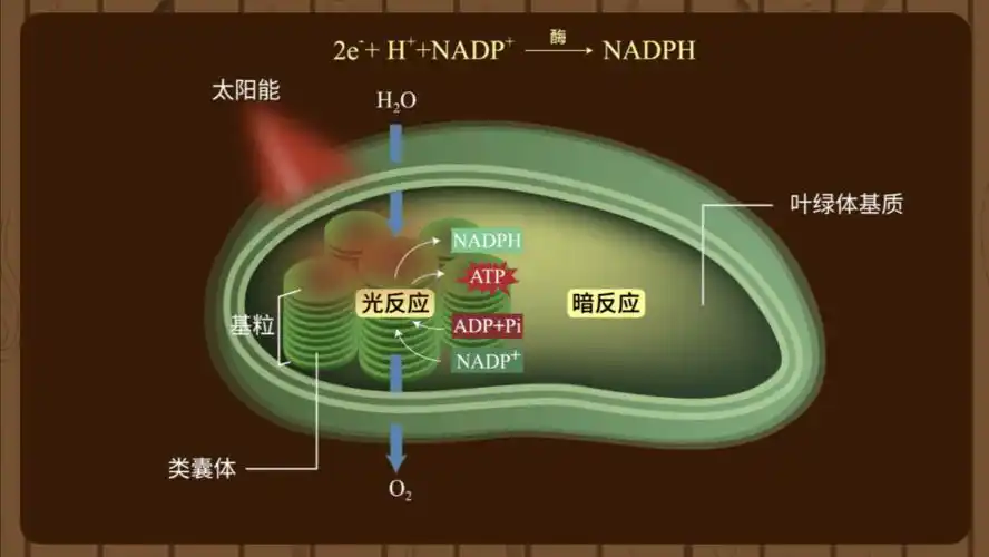 生物大师高中光合作用的原理农谚里的智慧
