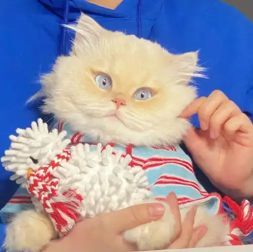 动物头像##猫咪##头像动物头像萌宠头像