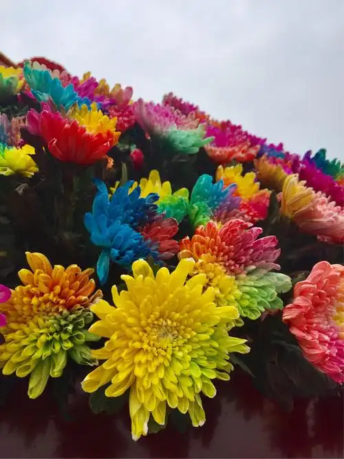 开封菊花节的七彩菊各外美.