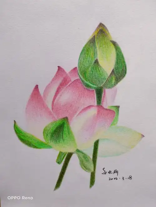 辉柏嘉绘画大神  #彩铅画  #彩铅手绘  #彩铅临摹  #荷花